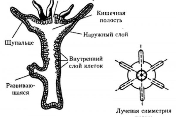 Пополнить кошелек кракен